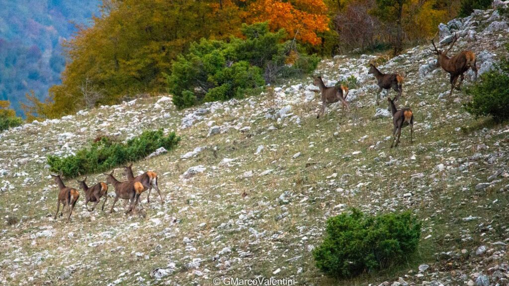 Cervi Monte Livata