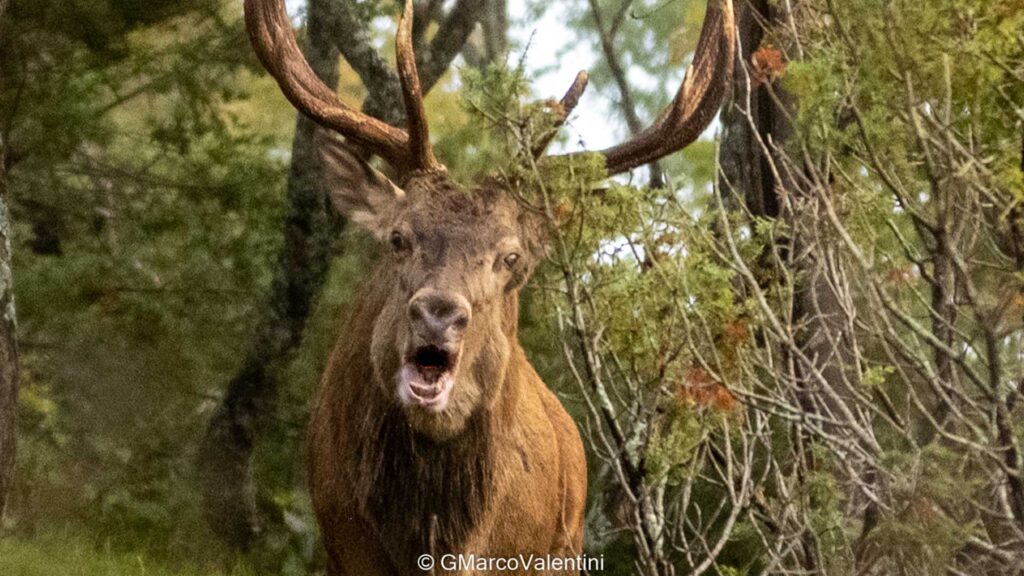 Cervo (fotografato a Fondi di Jenne)