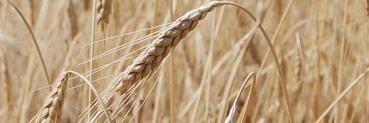 Il Frumento le varietà di grano e farro cereali di antica coltura