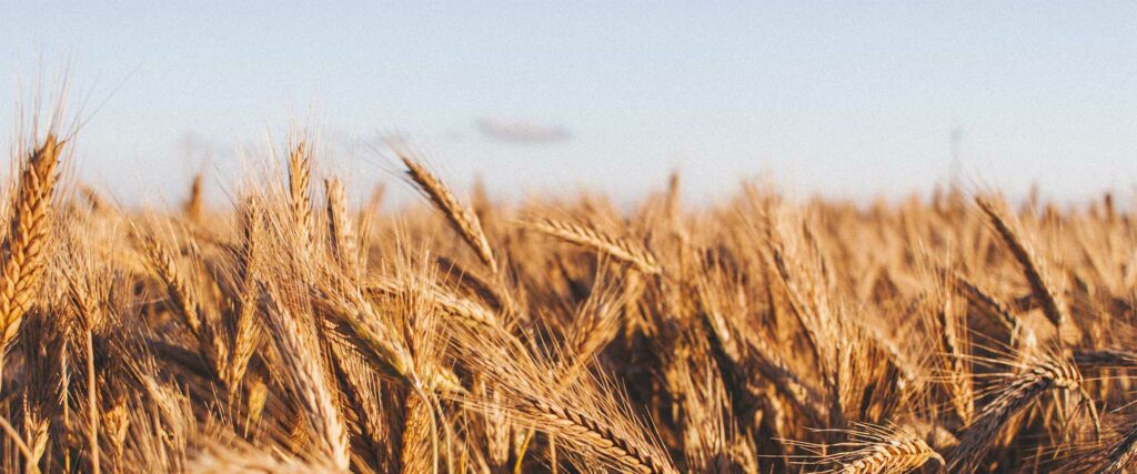 Varietà di grano e farro