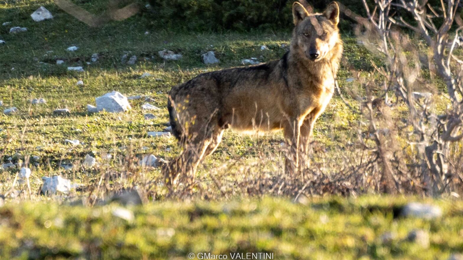 La fauna selvatica a Monte Livata  (Roma)